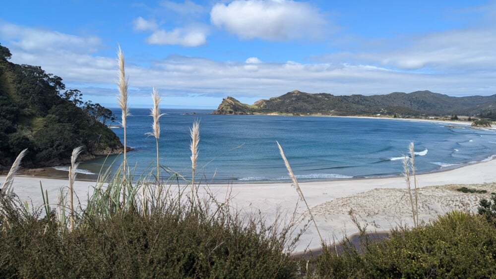 Photo d'un paysage de plage sur la Grande Barrière de Nouvelle-Zélande, avec des graminées au bord de l'eau profonde
