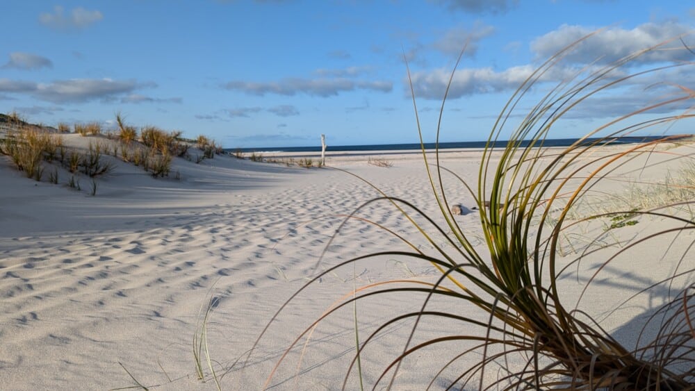 Photo d'un paysage de plage sur la Grande Barrière de Nouvelle-Zélande, avec de l'herbe folle au premier plan