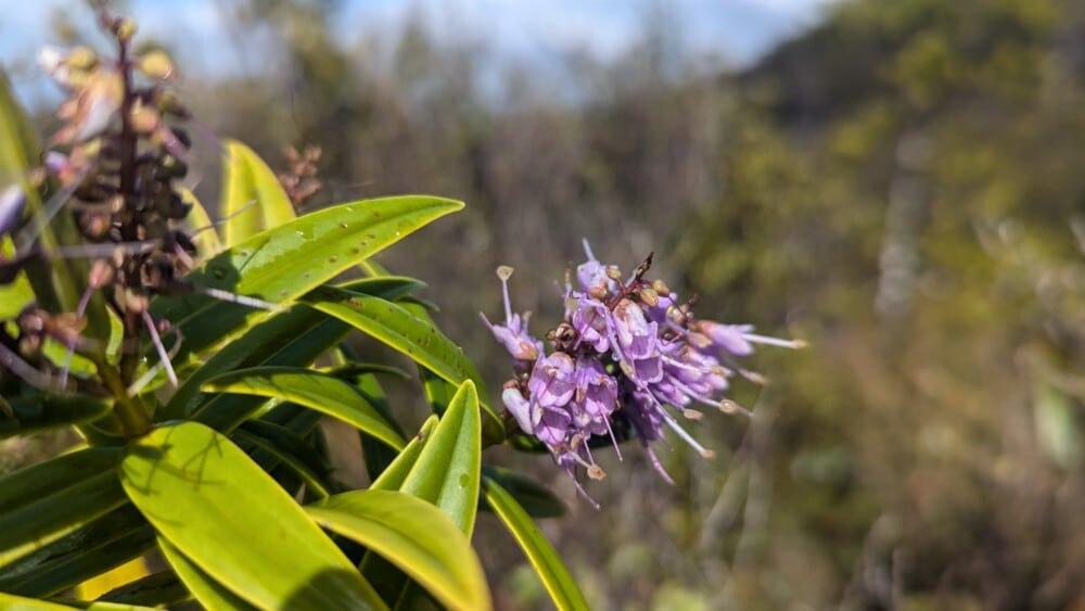 Photo de fleurs mauves sur la Grande Barrière de Nouvelle-Zélande