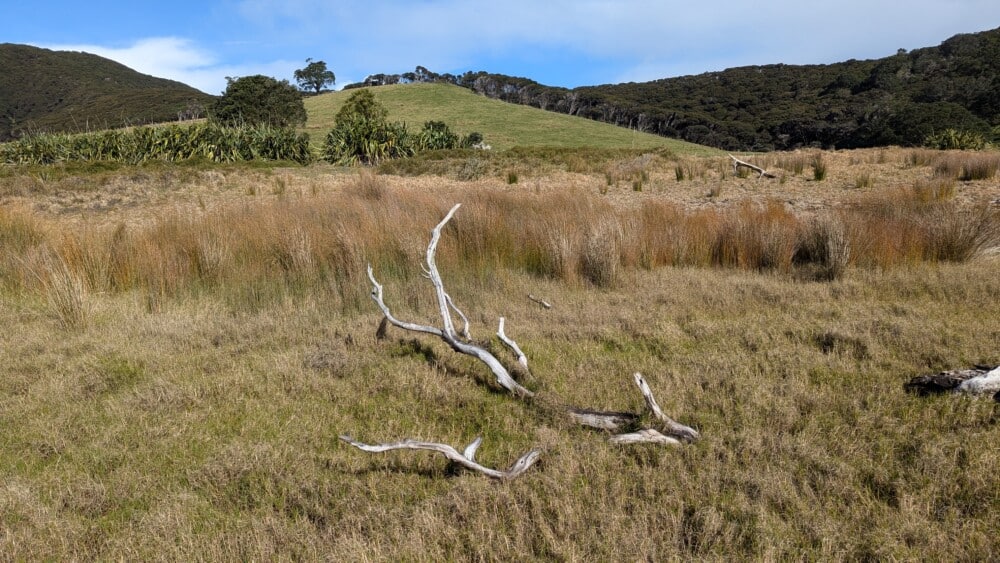 Photo d'un paysage de la Grande Barrière de Nouvelle-Zélande avec du bois flotté, de l'herbe sauvage et des collines