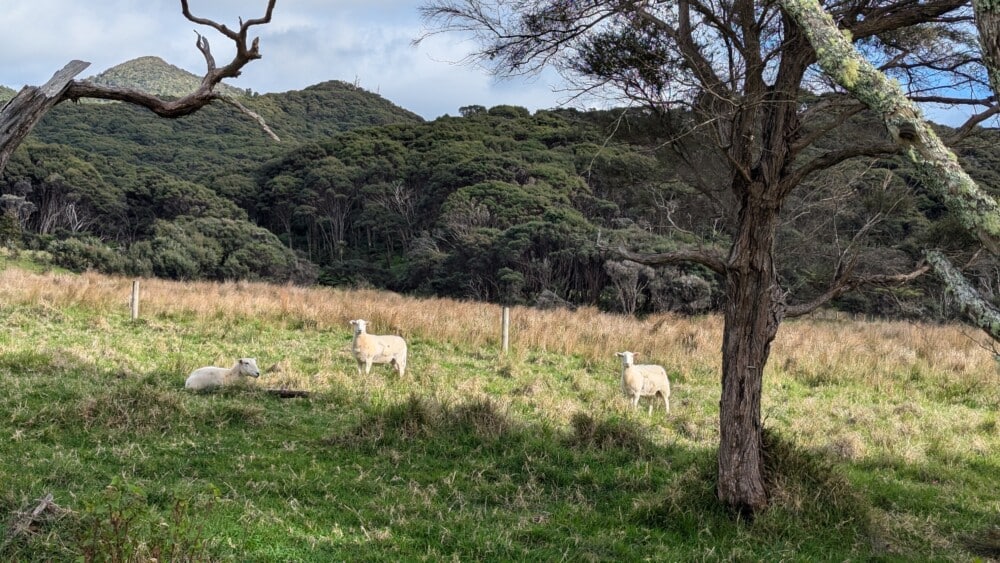 Photo d'une prairie sur l'île de la Grande Barrière avec des moutons et un arbre