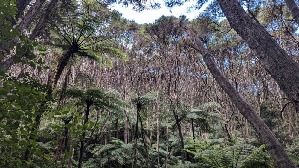 Photo de fougères et de kauris au Glenfern Sanctuary sur l'île de la Grande Barrière