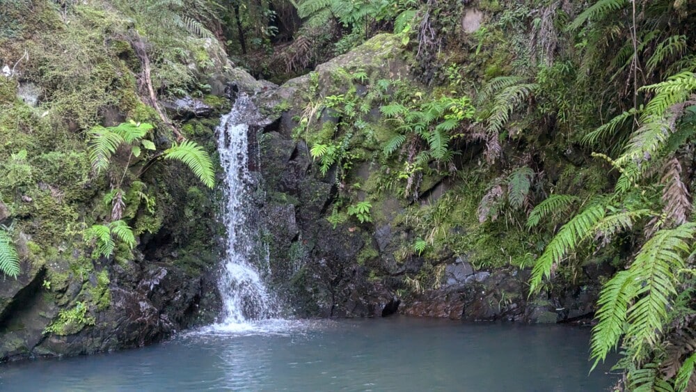 Photo d'une petite cascade entourée de végétation sur l'île de la Grande Barrière