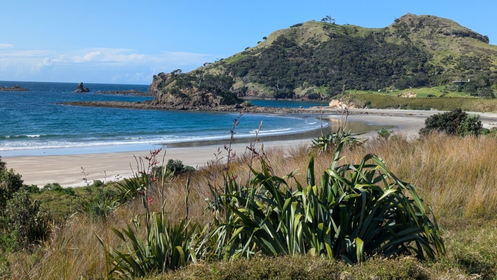 Photo d'une plage de l'île de la Grande Barrière, avec une plante ou de l'herbe sur le sable