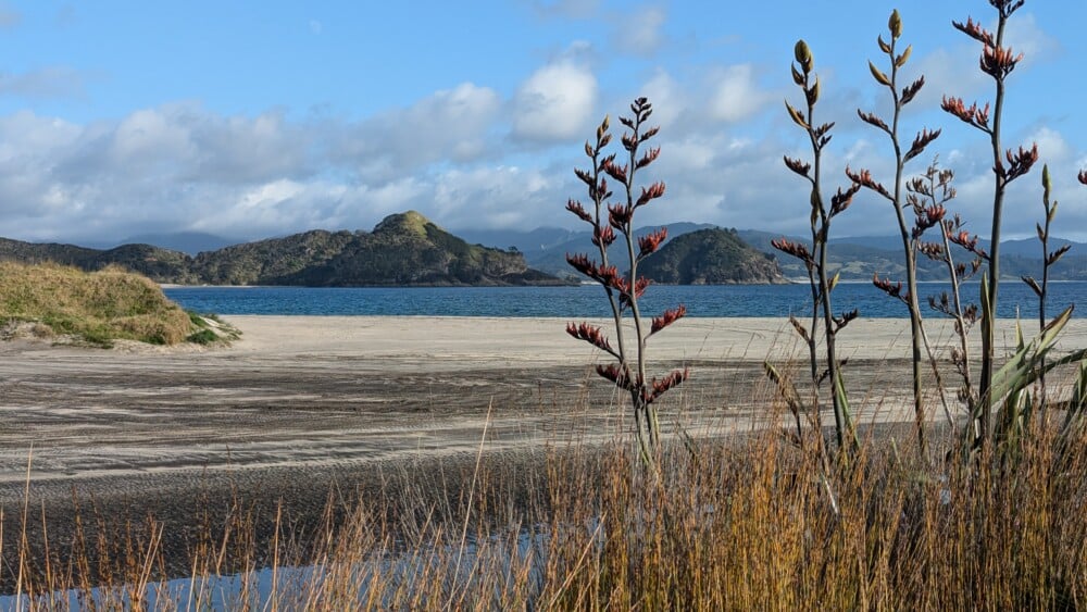 Photo d'un paysage de l'île de la Grande Barrière, avec une plage, des fleurs, des herbes, des rochers et la mer