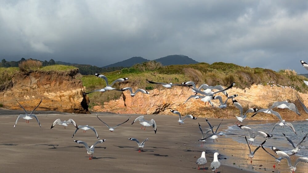 Photo d'un paysage de l'île de la Grande Barrière, avec des oiseaux et une mouette qui s'envole sous une belle lumière de coucher de soleil