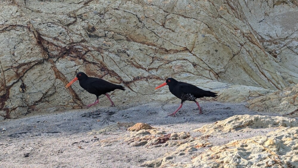 Photo d'un paysage de l'île de la Grande Barrière, avec des oiseaux huitriers noirs à bec rouge