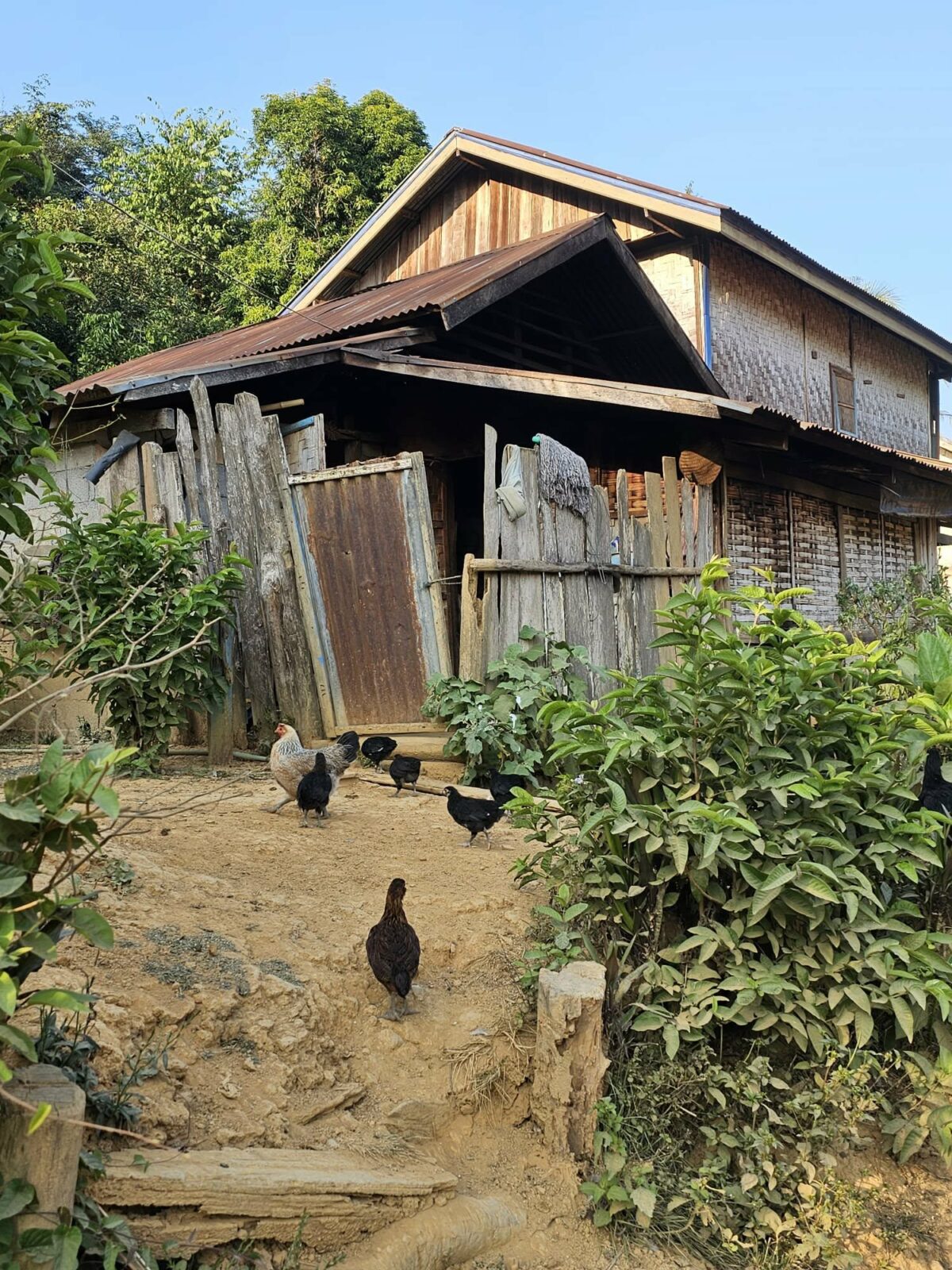 Petite maison avec des poules devant la porte, visitée par Fanny lors de ses voyages en Irlande et en Asie du Sud-Est. Illustration qui évoque la vie rurale, l’authenticité et la découverte culturelle