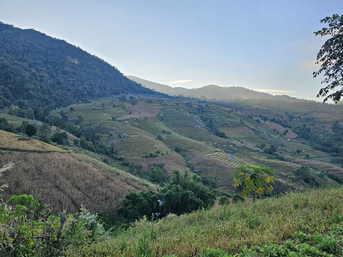 Rizières verdoyantes vues lors des voyages de Fanny en Irlande et en Asie du Sud-Est. Illustration qui capture la beauté des paysages agricoles, la sérénité et l’authenticité locale