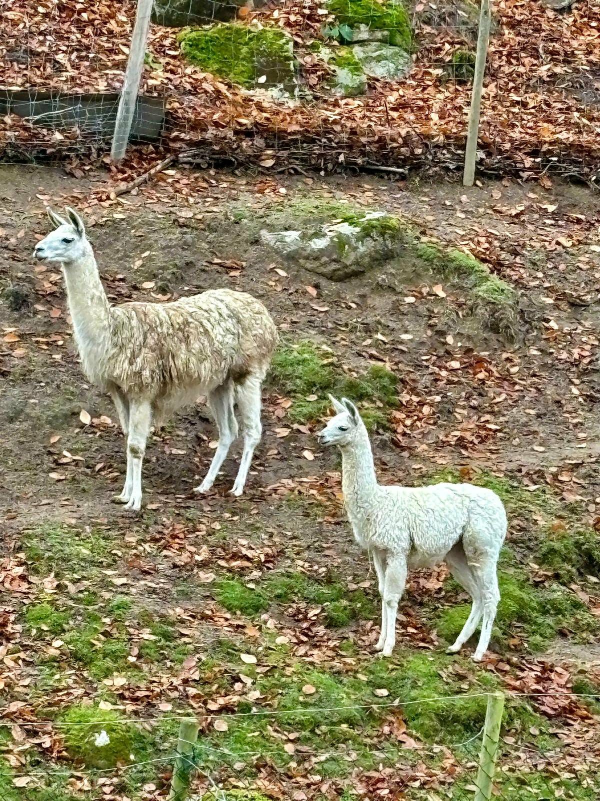 Deux lamas dans un paysage naturel, observés lors des voyages de Fanny en Irlande et en Asie du Sud-Est. Illustration qui capture la douceur, la curiosité et le charme des animaux rencontrés en voyage