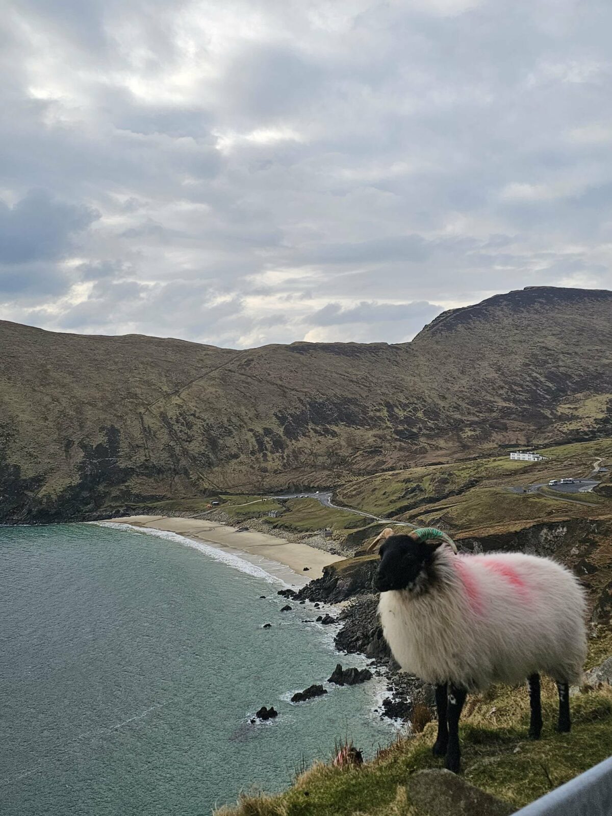 Mouton perché en haut d’une colline, avec un panorama de collines et paysages en arrière-plan, lors des voyages de Fanny en Irlande et en Asie du Sud-Est. Illustration qui capture la tranquillité, la nature et l’authenticité des paysages ruraux