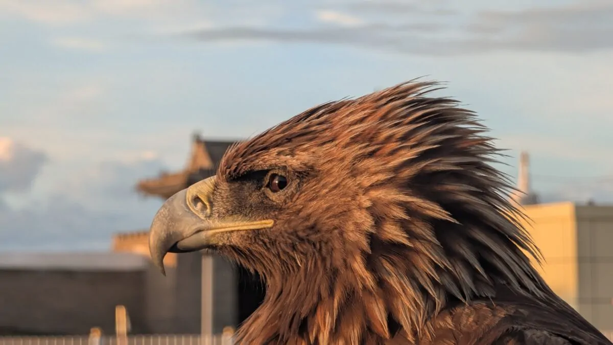 Portrait en gros plan d’un aigle dans la région du Karakorum en Mongolie. Vue de profil détaillant son regard perçant et son plumage