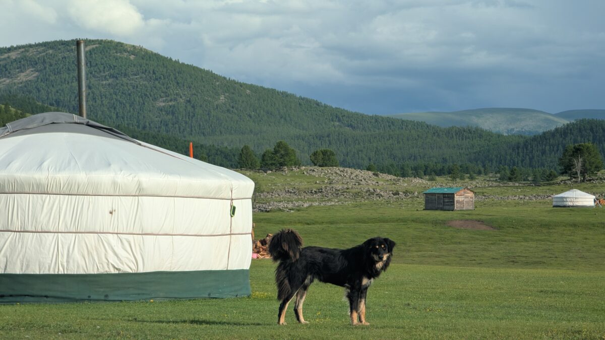 Chien devant une yourte dans la vallée de l’Orkhon en Mongolie. Montagnes en arrière-plan dans un paysage de steppe