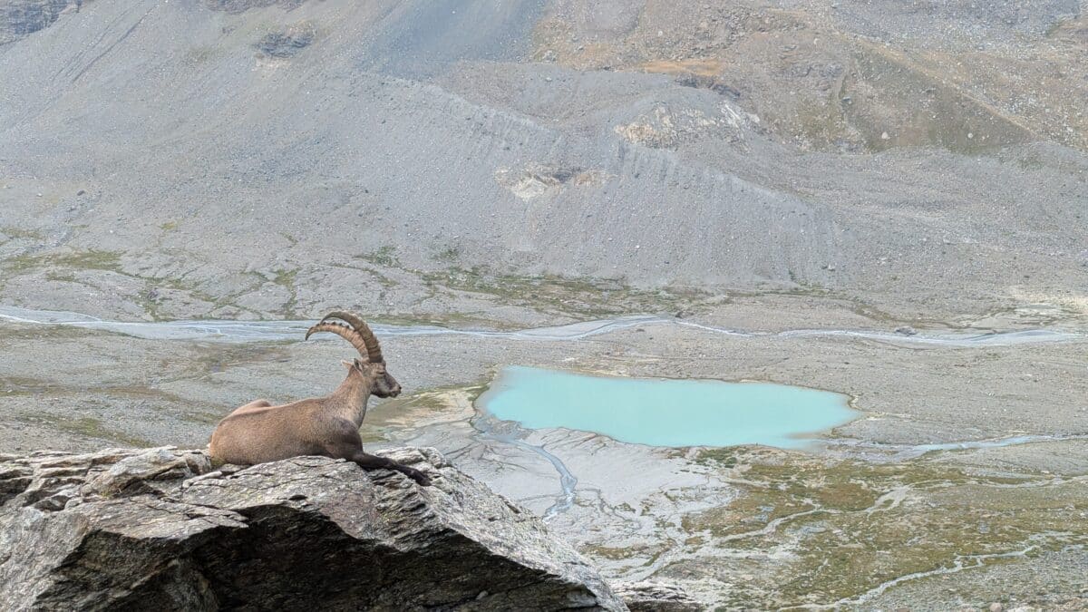 Bouquetin au premier plan devant un lac bleu glaciaire dans les Alpes françaises. Un paysage de montagne entre eaux turquoise et sommets alpins