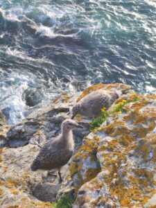 Rencontre inopinée de deux jeunes goélands Paysage côtier du GR340 à Belle-Île-en-Mer, France, avec des goélands survolant la mer