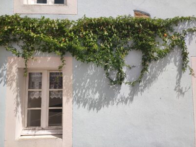 Maison à Belle-Ile-en-Mer, France, avec des vignes devant la fenêtre