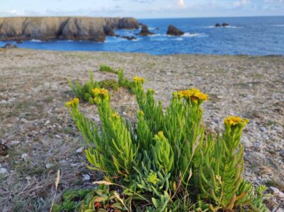 Fleurs au premier plan avec une vue sur la côte de Belle-Ile-en-Mer en arrière-plan