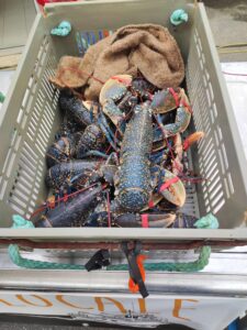 Homards dans une cajette grise à Belle-Ile-en-Mer, France