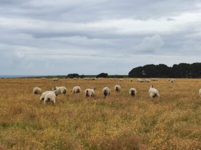Paysage du GR340 à Belle-Île-en-Mer, France, avec des moutons courant dans un champ