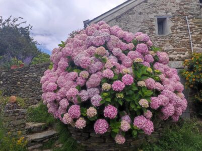 Maison bretonne le long du GR340 à Belle-Ile-en-Mer, France, entourée d'hortensias roses