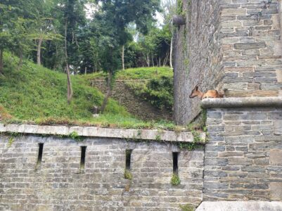 Chèvre posée devant une muraille en pierre au Palais, le long du GR340 à Belle-Ile-en-Mer, France