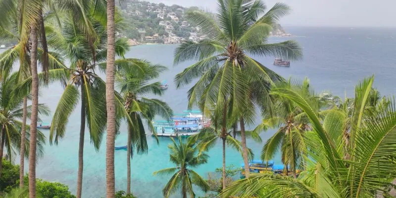 Photographie de palmiers à Koh Tao avec un bateau sur des eaux turquoise en arrière-plan