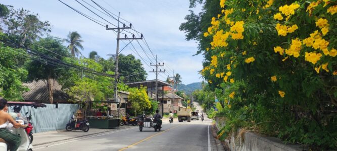 Rues animées de Koh Tao avec boutiques et végétation
