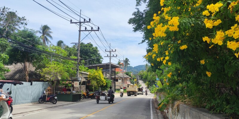 Rues animées de Koh Tao avec boutiques et végétation