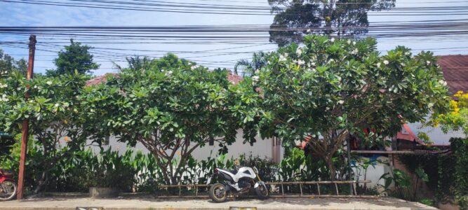 Moto stationnée sous des arbres verdoyants à Koh Tao
