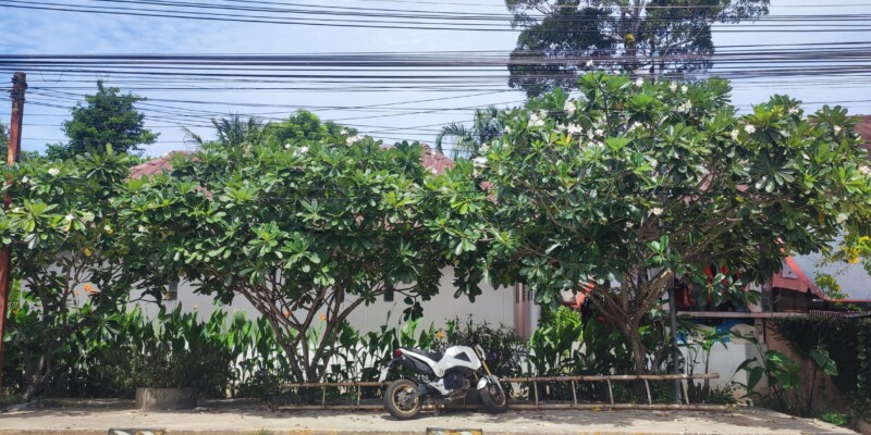 Moto stationnée sous des arbres verdoyants à Koh Tao