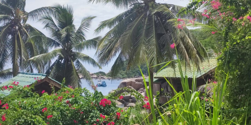 Palmiers se balançant doucement sous le ciel bleu à Koh Tao