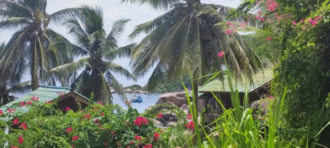 Palmiers se balançant doucement sous le ciel bleu à Koh Tao