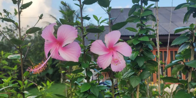 Que visiter à Tomohon ?