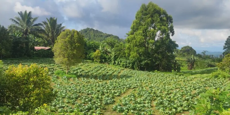 Destination Pays Minahasa, nord Sulawesi : Que visiter à Tomohon ?