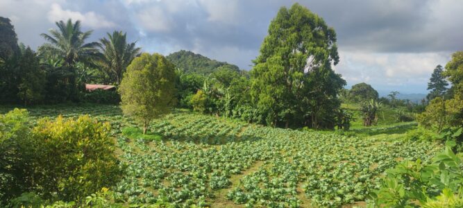 Destination Pays Minahasa, nord Sulawesi : Que visiter à Tomohon ?