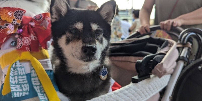 Chien dans un landau, confortablement installé, type Huskie