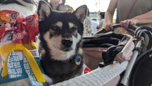 Chien dans un landau, confortablement installé, type Huskie
