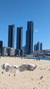 Série de photos du reportage de Busan en Corée du sud - Oiseaux
