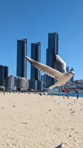 Série de photos du reportage de Busan en Corée du sud - Oiseaux