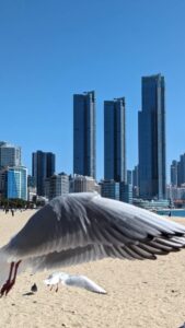 Série de photos du reportage de Busan en Corée du sud - Oiseaux