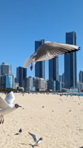 Série de photos du reportage de Busan en Corée du sud - Oiseaux
