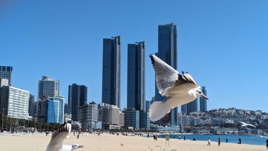 Série de photos du reportage de Busan en Corée du sud - Oiseaux