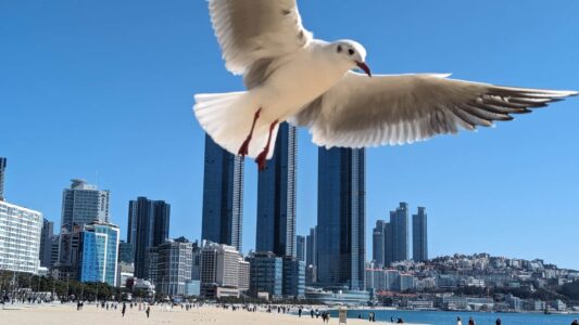 Série de photos du reportage de Busan en Corée du sud - Oiseaux
