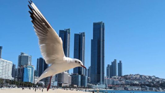 Série de photos du reportage de Busan en Corée du sud - Oiseaux