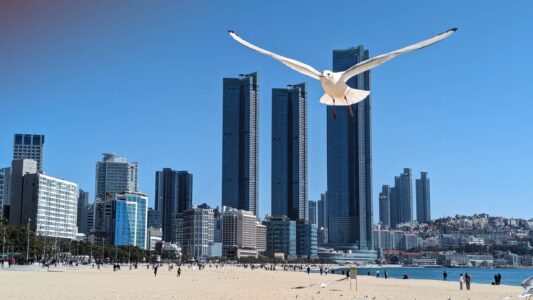 Série de photos du reportage de Busan en Corée du sud - Oiseaux