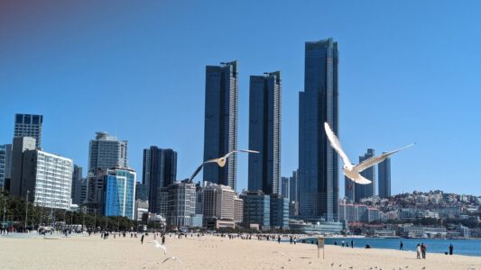 Série de photos du reportage de Busan en Corée du sud - Oiseaux