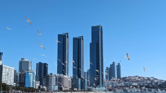 Série de photos du reportage de Busan en Corée du sud - Oiseaux