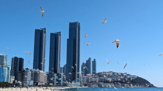 Série de photos du reportage de Busan en Corée du sud - Oiseaux