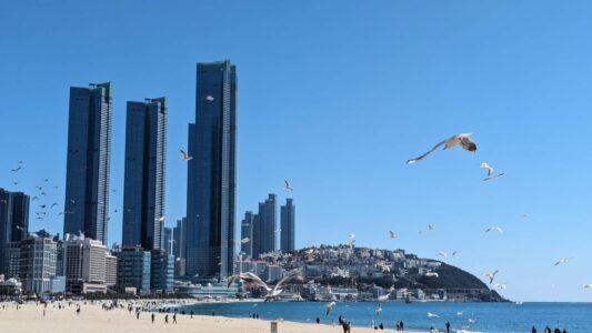 Série de photos du reportage de Busan en Corée du sud - Oiseaux