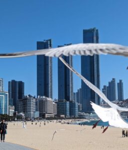 Série de photos du reportage de Busan en Corée du sud - Oiseaux